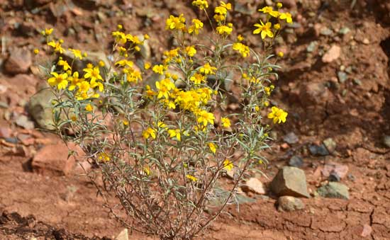 Heliomeris longifolia, Longleaf False Goldeneye, Southwest Desert Flora Heliomeris longifolia, Longleaf False Goldeneye, Southwest Desert Flora